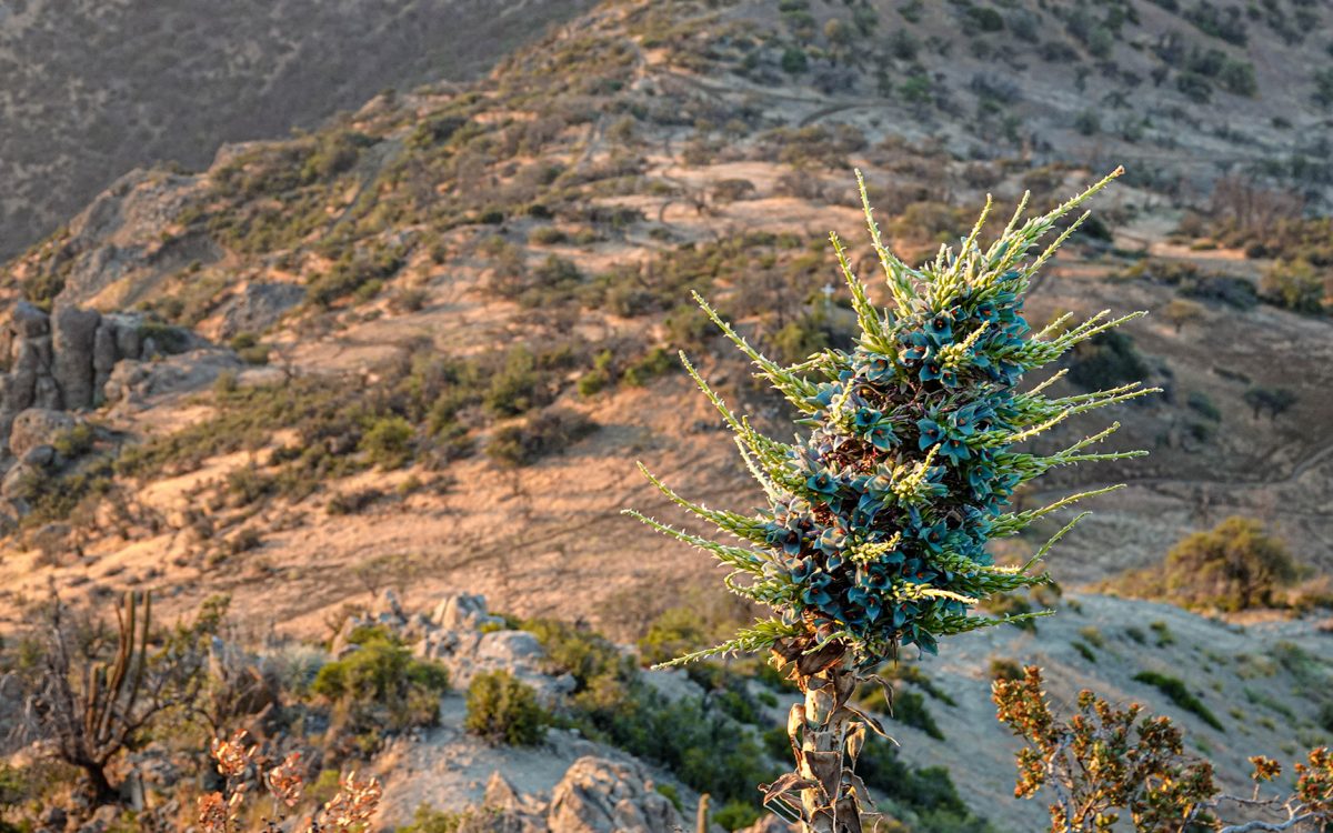 trekking manquehue04
